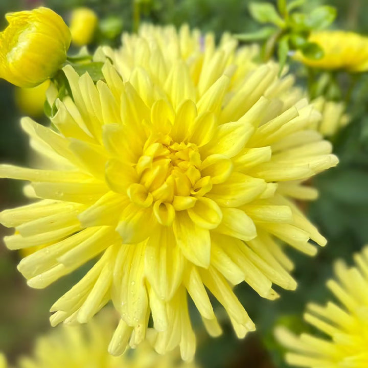 Mixture Dahlia Seeds