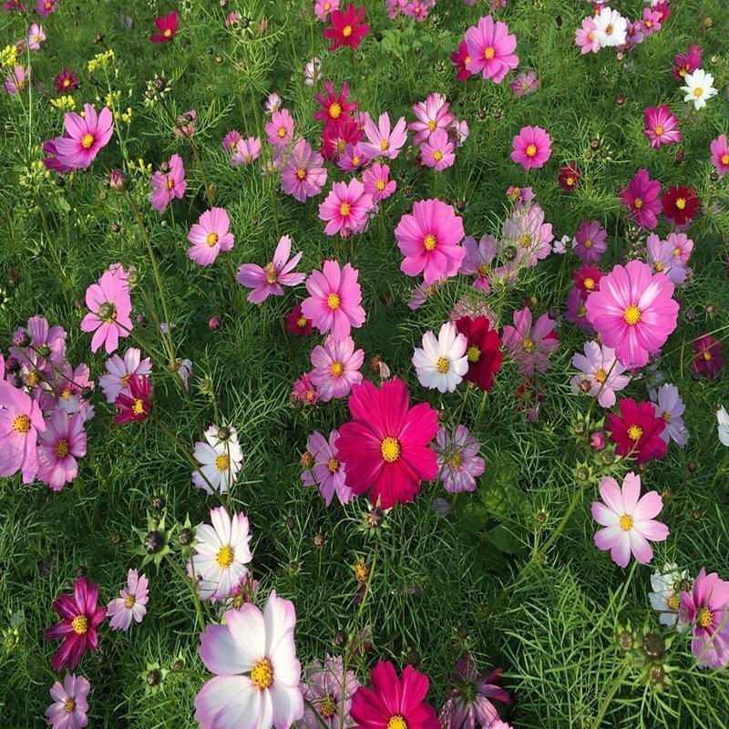 Wildflower Northeast Mix