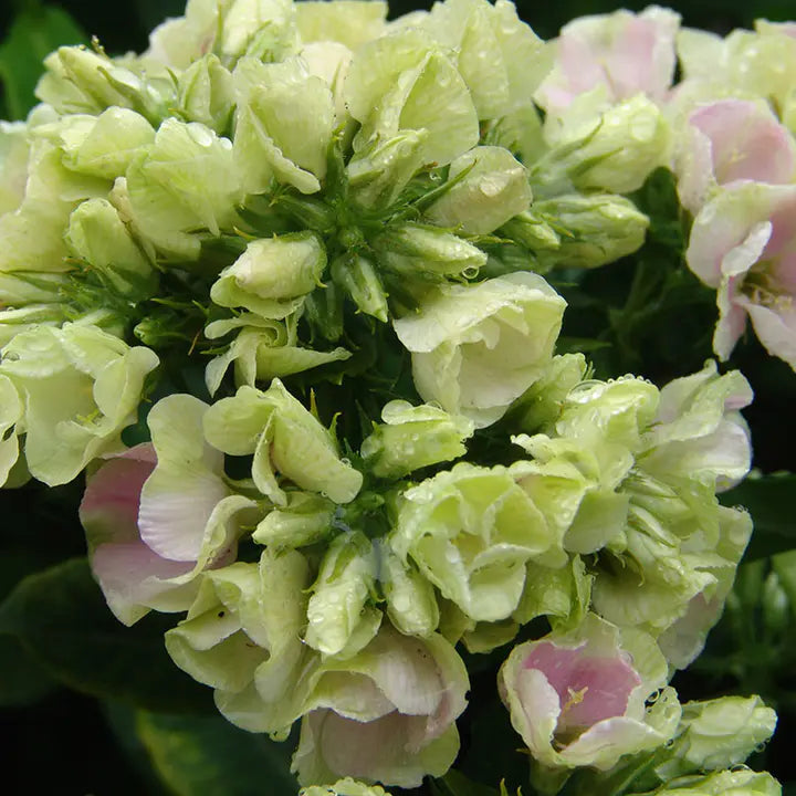 Phlox Beauty Mixed Color - Flower Seeds