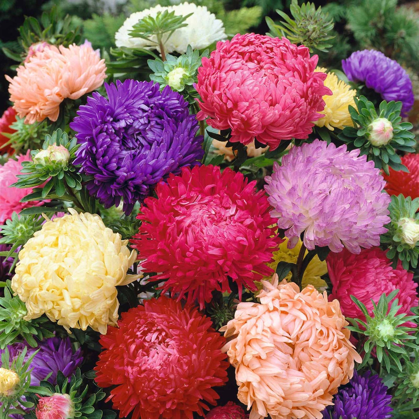 Aster Seeds (Peony Duchess) - Mix