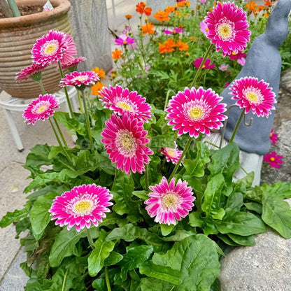 Mixed Gerbera Flower Seeds