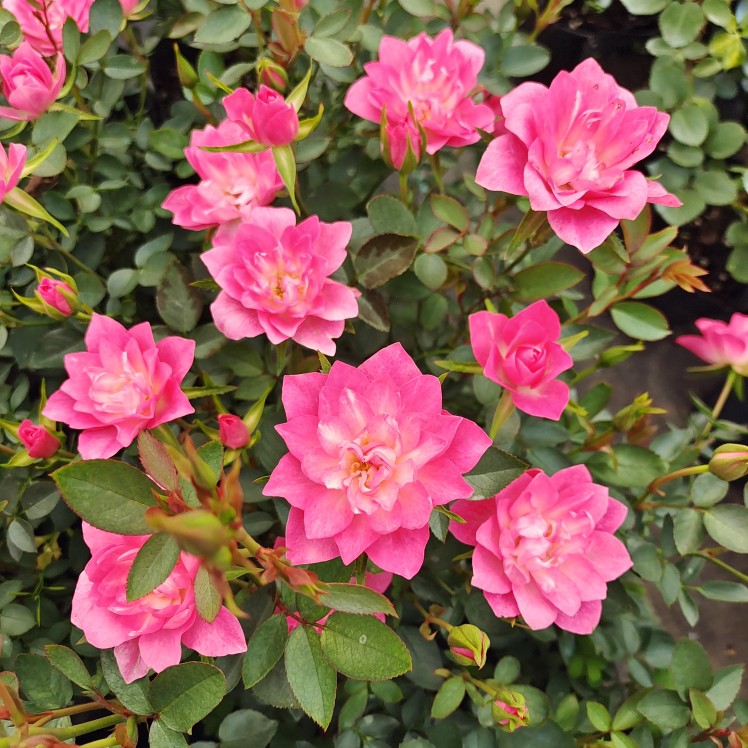 Miniature Rosa Chinensis-Sky Lotus Stars🌺