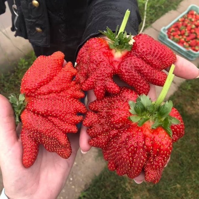 🍓Super Giant Strawberry Seeds