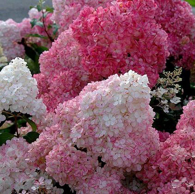 50/100Pcs Hydrangea Flowers Seeds Mixed Color Plants Home Garden Flower Seeds