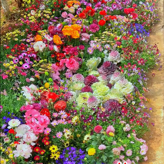 Mixed Perennial Flowers Seeds-Over 60 kinds mixed