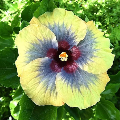 Mixed Giant Ombre Hibiscus Exotic Coral Flowers Seeds