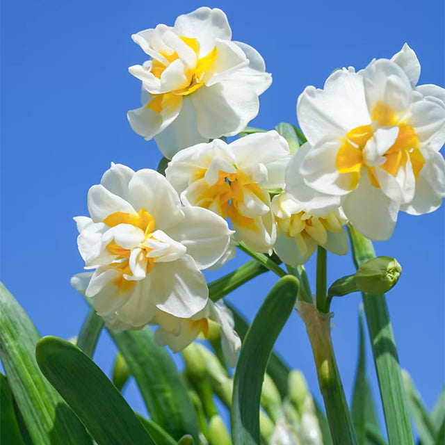 Daffodil Bulbs - All Star Mix