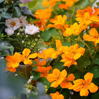 Nasturtium Seeds (Tall) - Mixed Colors