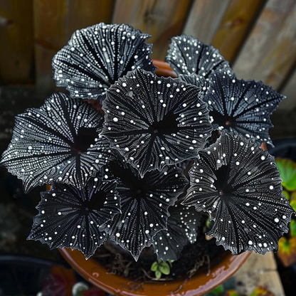 Black Velvet Butterfly Begonia