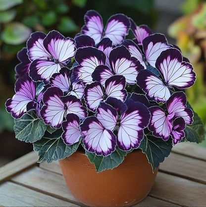 Begonia 'Moonlight Butterfly' - Purple and White