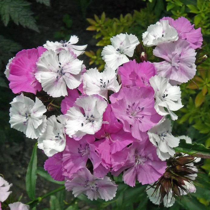 WEE Willie Dwarf SWEET WILLIAM Mixed Colors Dianthus Barbatus Flower Seeds