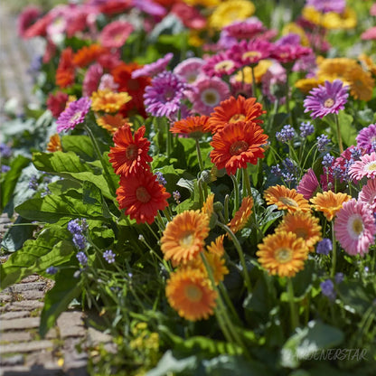 Mixed Gerbera Flower Seeds