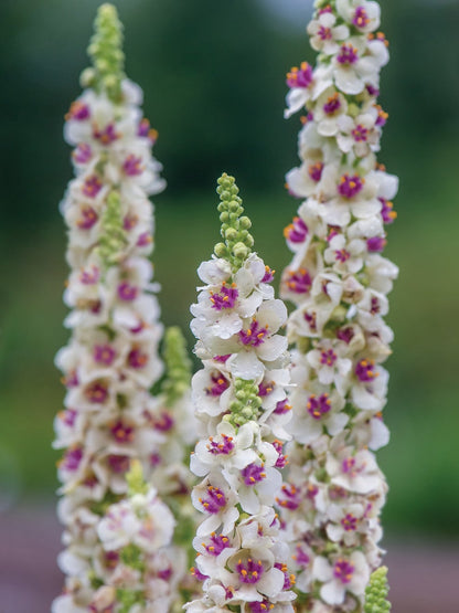 Verbascum Southern Charm Mixed