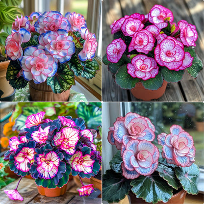 Begonia Rex 'Pink Neon'