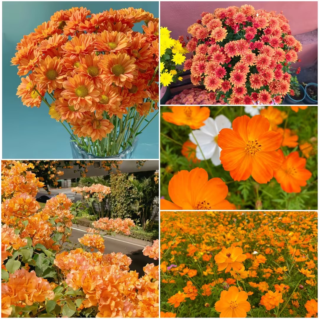 Orange You Glad - Orange Flower Seed Mix