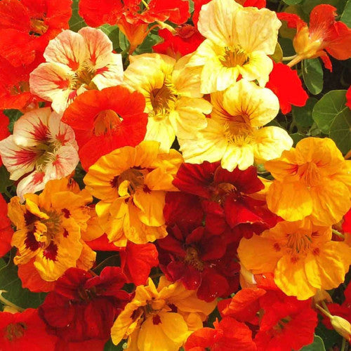 TROPAEOLUM MAJUS NANUM SINGLE MIX