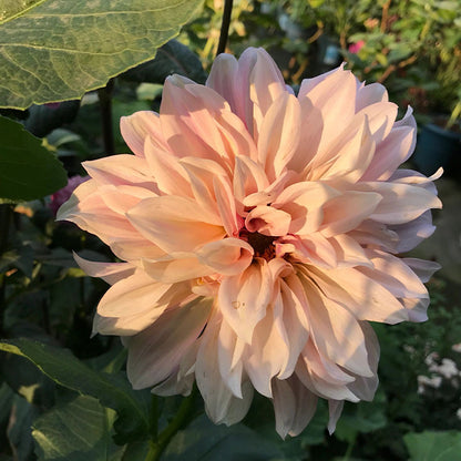 Mixed Giant Dahlia Seeds