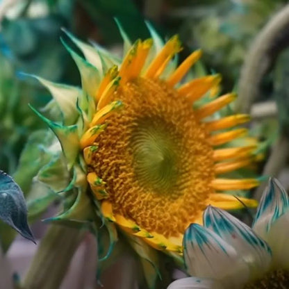 Green Lace Sunflower Seeds