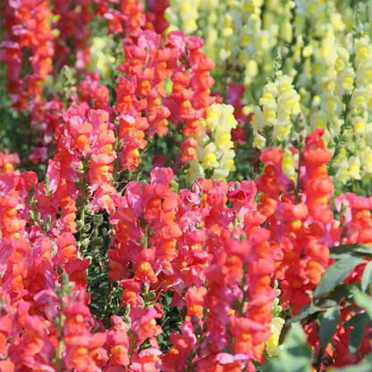 Dwarf Snapdragon  Seed Mixed