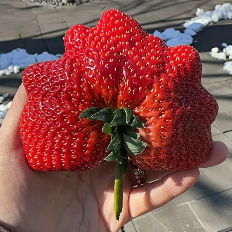 🍓Super Giant Strawberry Seeds