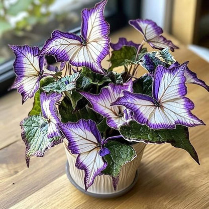 Begonia 'Moonlight Butterfly' - Purple and White