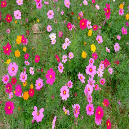 Wildflower Northeast Mix