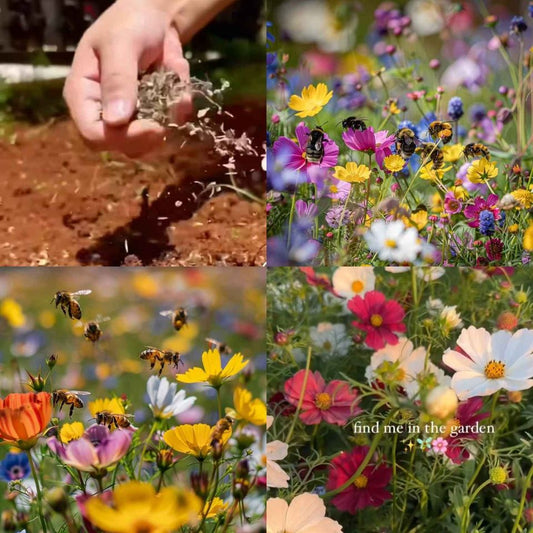 Perennial Flowers Seeds-Over 60 kinds mixed