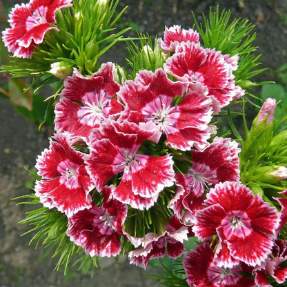 WEE Willie Dwarf SWEET WILLIAM Mixed Colors Dianthus Barbatus Flower Seeds