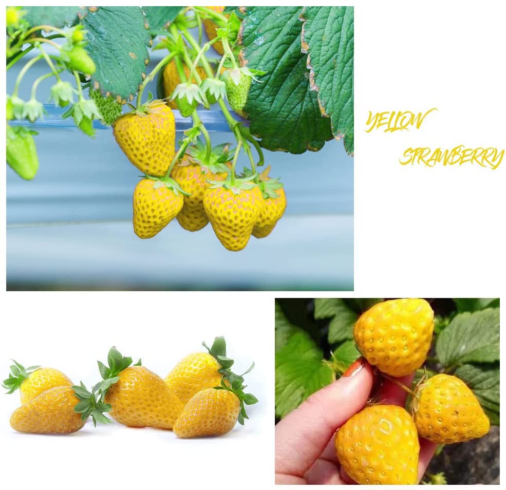 800+ Mix Strawberry Seeds for Planting - Heirloom Non-GMO Red Yellow Blue White Climbing Strawberry