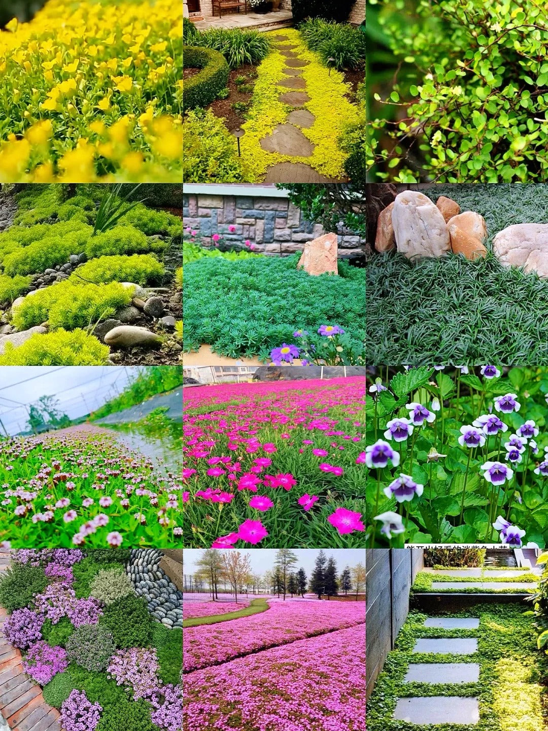 🌺Popular Groundcover Flowering Seeds🌈Colourful Carpet