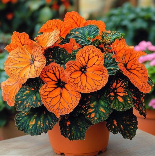 Neon Glow Begonia