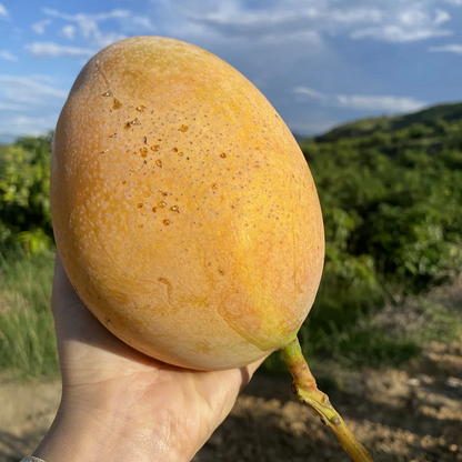 Super Sweet 🥭 Organic Giant Mango Seeds