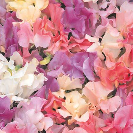 Heir­loom Pastel Mix Sweet Pea Seeds