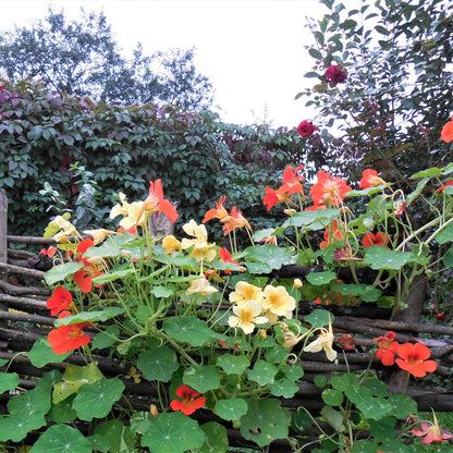 Nasturtium Seeds (Tall) - Mixed Colors