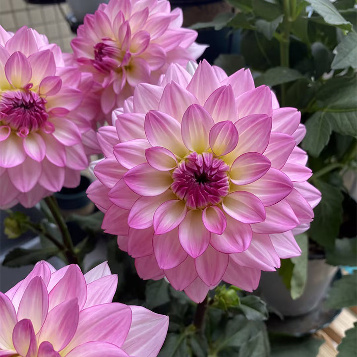 Mixture Dahlia Seeds