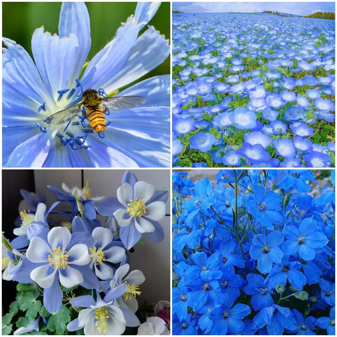 Exclusive Blue Wildflower Seed Mix