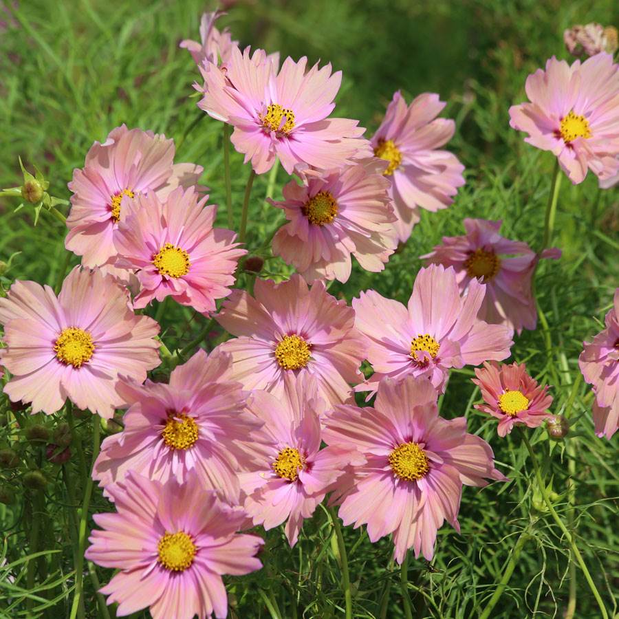 'Apricotta' Cosmos Seeds