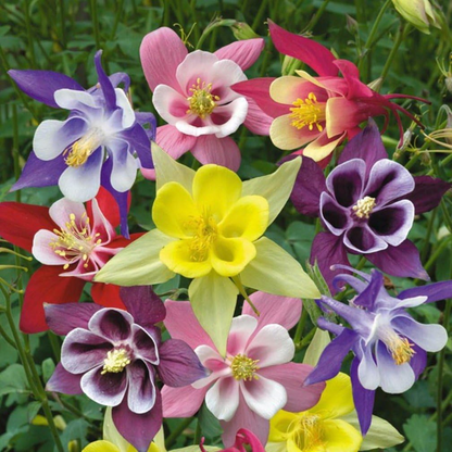 Columbine Seeds - McKana Giant Mix