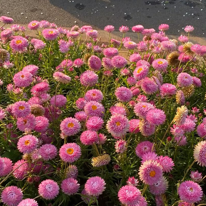 Strawflower Seeds - Swiss Giant Mix