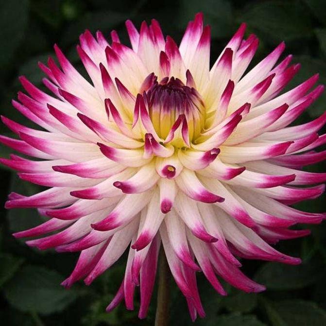 CACTUS DOUBLE DAHLIA Mix Variabilis Mixed Colors Hummingbird Flower Seeds