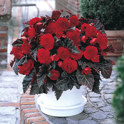 100pcs Switzerland Bloody Begonia Flower Seeds