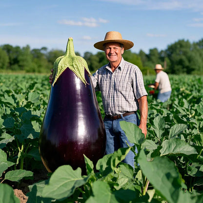 Giant Purple Eggplant Seeds 🍆🌟