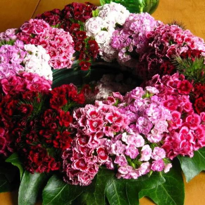 WEE Willie Dwarf SWEET WILLIAM Mixed Colors Dianthus Barbatus Flower Seeds