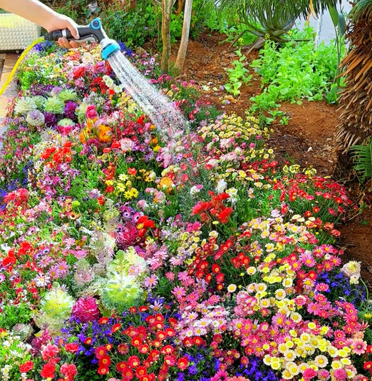 Perennial Flowers Seeds-Over 60 kinds mixed