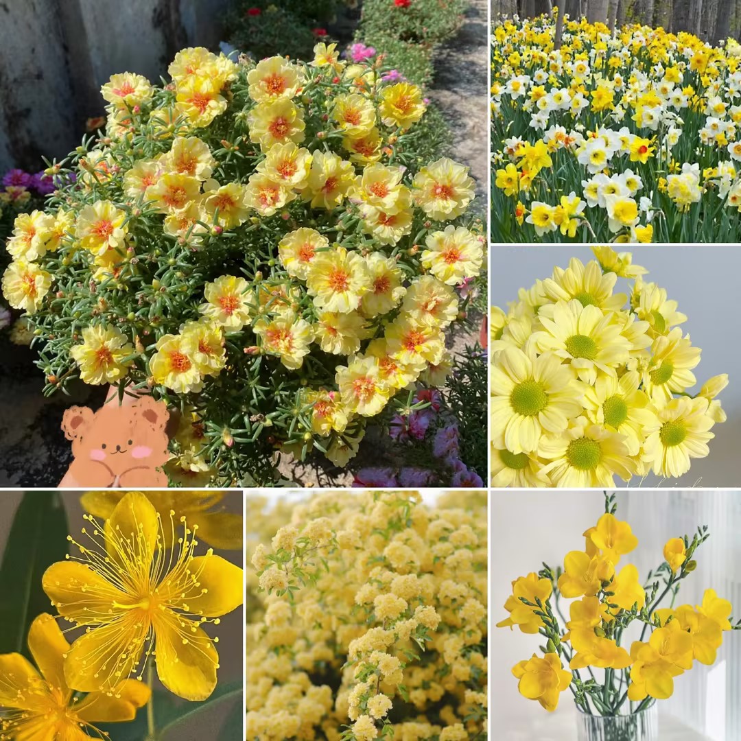 Exclusive Yellow Wildflower Seed Mix