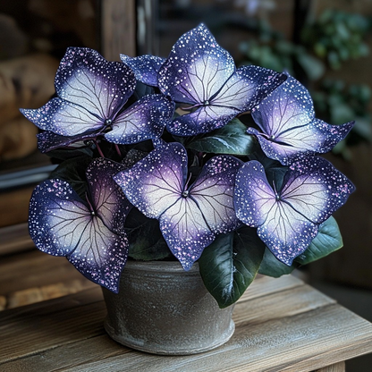 Plum Silver Star Begonia