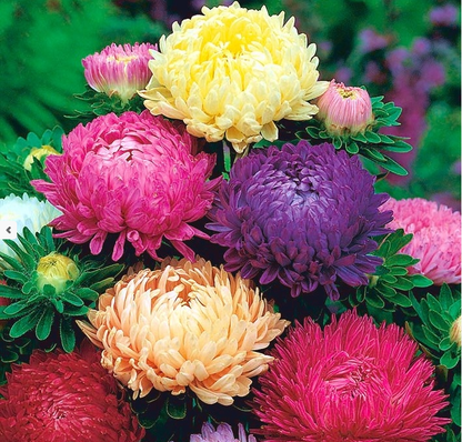 Aster Seeds (Peony Duchess) - Mix