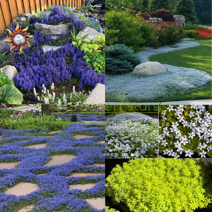 🌺Popular Groundcover Flowering Seeds🌈Colourful Carpet