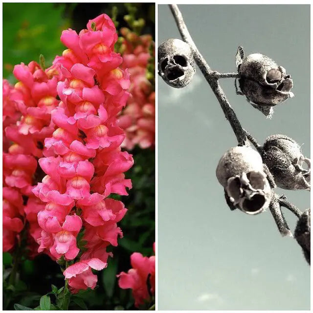 Snapdragon's Skull Flower Custom Mix Seeds