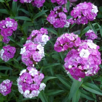 WEE Willie Dwarf SWEET WILLIAM Mixed Colors Dianthus Barbatus Flower Seeds